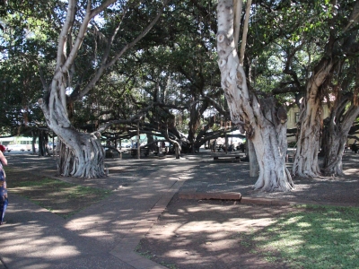 3rd largest Banyan tree in the world.